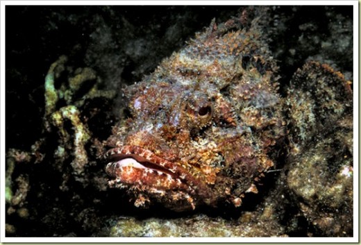 stonefish
