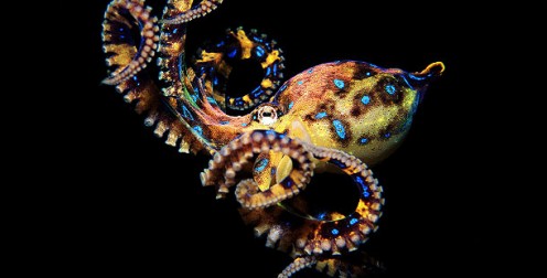 Blue-ringed octopus