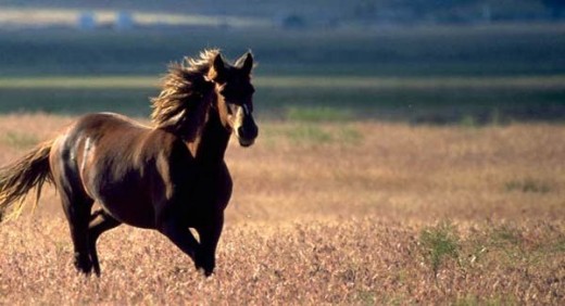 A wild mustang.
