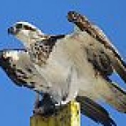 Raptor profile image