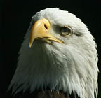 HubPages profile picture for @veterans
