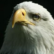 veterans profile image
