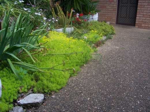 Classic border ground cover