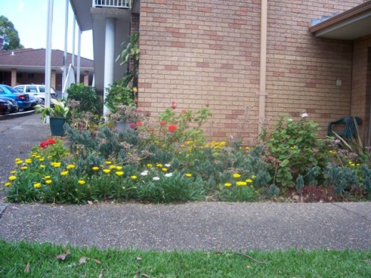 A mix of "daisies" which acts as a ground cover, with some other clumping plants