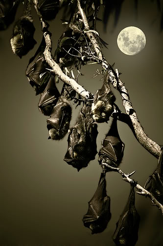 image credit: photobucket.com