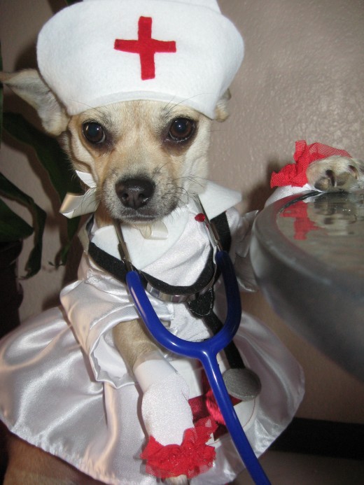A Busy Little Nurse Preparing to Make her Rounds.