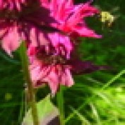 bee in the balm profile image