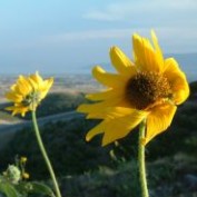 black-eyed susan profile image