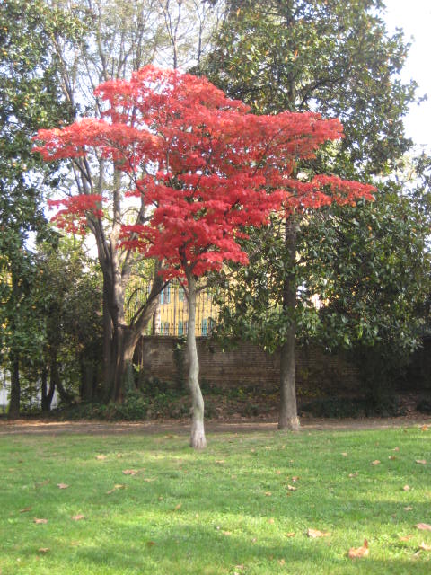  autumn colour trees and leaves ... some change to a dramatic shade of the colour red.