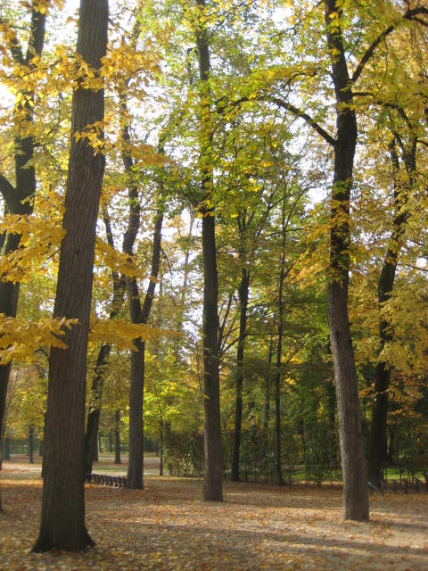 the autumn leaves of some trees turn shades of gold and yellow.
