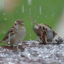 House sparrows in the garden having a bath