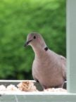 This collared dove dropping into the garden for lunch