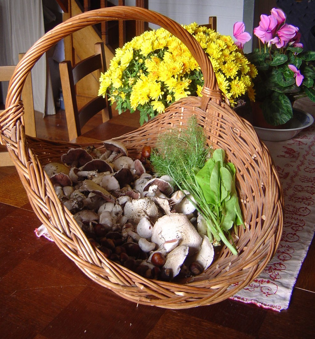 Wild Mushroom Soup Recipe