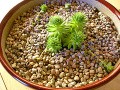 Growing Cacti and Succulents as Houseplants