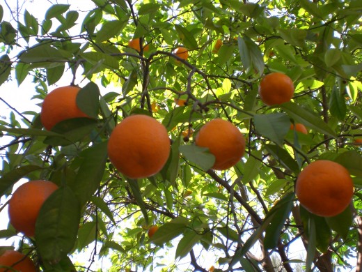 Homemade Orangeade is oh so delicious and refreshing. Homemade Orangeade is oh so delicious and refreshing.