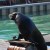 The stars at Sea World - sea lion The stars at Sea World - sea lion