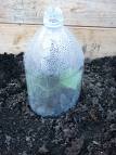 Home Made Cloche
