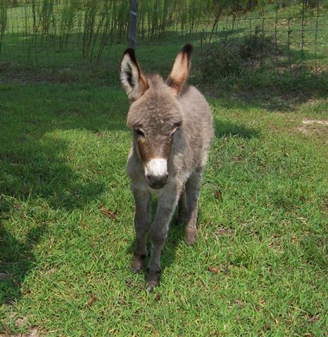 Miniature donkeys can also contribute. Photo credit Google Images.