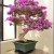 Japanese Bonsai Trees Japanese Bonsai Trees
