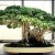 Japanese Bonsai Trees Japanese Bonsai Trees