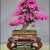 Japanese Bonsai Trees Japanese Bonsai Trees