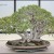 Japanese Bonsai Trees Japanese Bonsai Trees