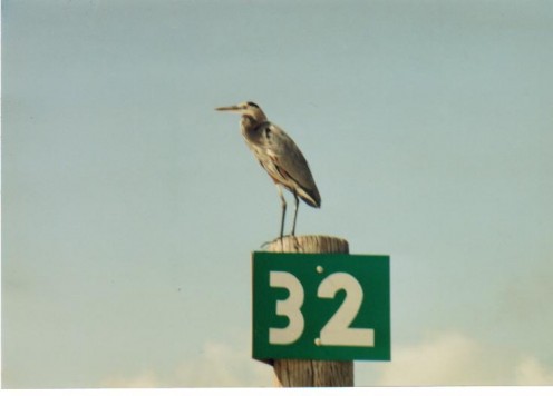 Heron perched on a beach marker.