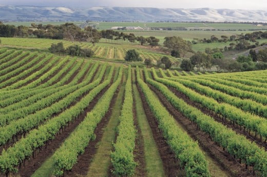 Barossa Valley home of some great Australian Wines