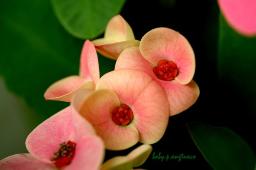 First blush