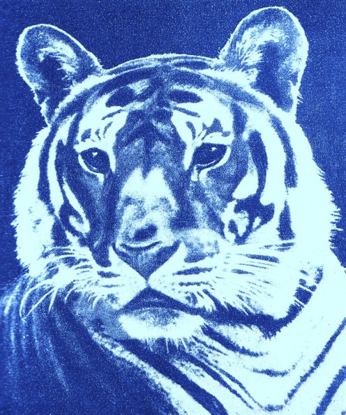 The Fierce Tiger of India ~ Art by Jerilee Wei