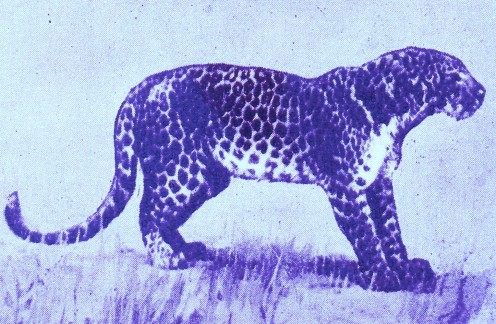 Leopard - Art by ~ Jerilee Wei
