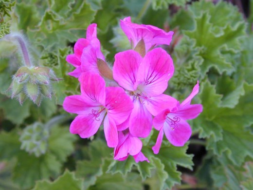 Tiny pink flower