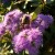 Southern Flowers Southern Flowers