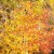 Brilliant yellows and golds mixing their hues. Brilliant yellows and golds mixing their hues.