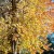 Fall sunlight dancing on sunny colors. Fall sunlight dancing on sunny colors.