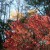 Fall reds coming out. Fall reds coming out.