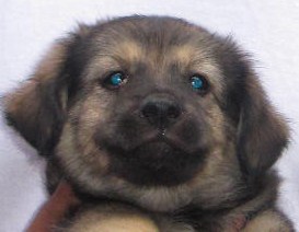 A close-up of Tammy