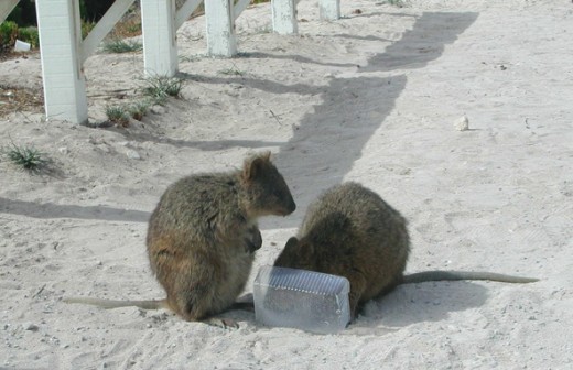 Quokka's only seen on Rottnest Island