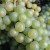 Chardonnay grapes wikimedia