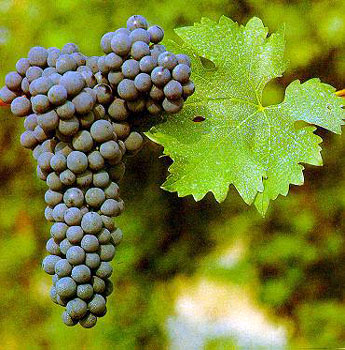 Cabernet Sauvignon grape kobrandwineandspirits.com