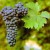 Cabernet Sauvignon grape kobrandwineandspirits.com