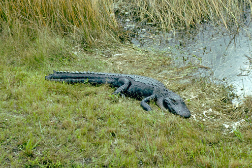 alligator in Everglades