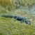 alligator in Everglades alligator in Everglades