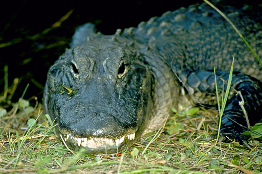 alligator close-up