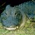 alligator close-up alligator close-up
