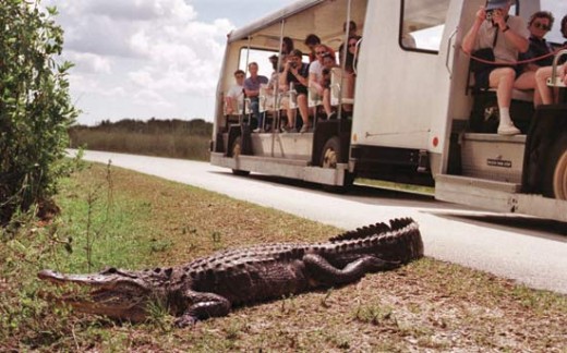 Shark Valley tram tour