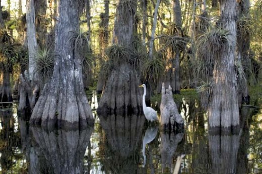 giant egret (I think)