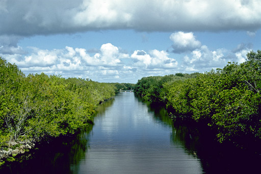 canal through mangroves