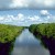 canal through mangroves canal through mangroves
