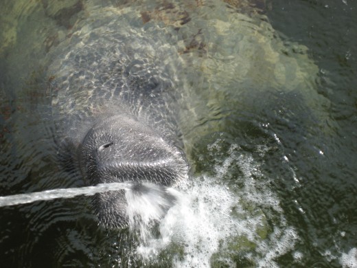manatee drinking water